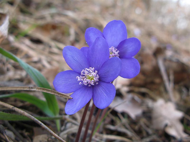 Leberblumen